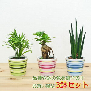 サンスベリア ハイドロカルチャーの人気商品 通販 価格比較 価格 Com