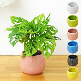 観葉植物 ミニ マドカズラ 窓葛 モンステラ ハイドロカルチャー 水耕栽培 陶器鉢付き おしゃれ 小さい 棚 インテリア 室内 本物 お祝い 送料無料 あす楽