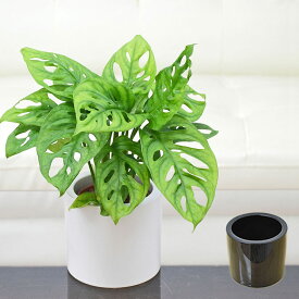 観葉植物 ミニ マドカズラ 窓葛 モンステラ ハイドロカルチャー 水耕栽培 スタイリッシュ陶器鉢付き モノトーン 白 黒 おしゃれ 小さい 棚 インテリア 室内 本物 送料無料 あす楽