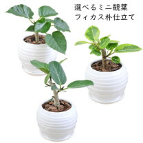 楽天市場】ウンベラータ 3号の通販