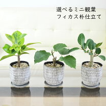 楽天市場】ウンベラータ 3号の通販