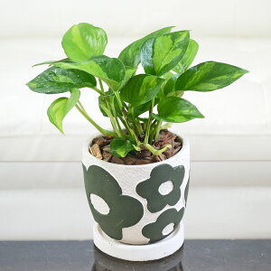 ϗtA |gX O[oO[ 3 Zg AeB[N ԕ G{X zCg O[  Iׂ ~j   I CeA  y 