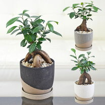 楽天市場】ゴムの木（サイズ（植木鉢）4 ～ 6号）（観葉植物｜花・観葉 