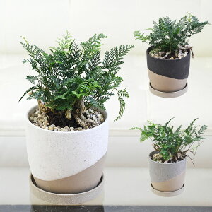 ϗtA gLVmu V_ L̎ 픫 q[|bg Iׂ ~j   I CeA  { y 