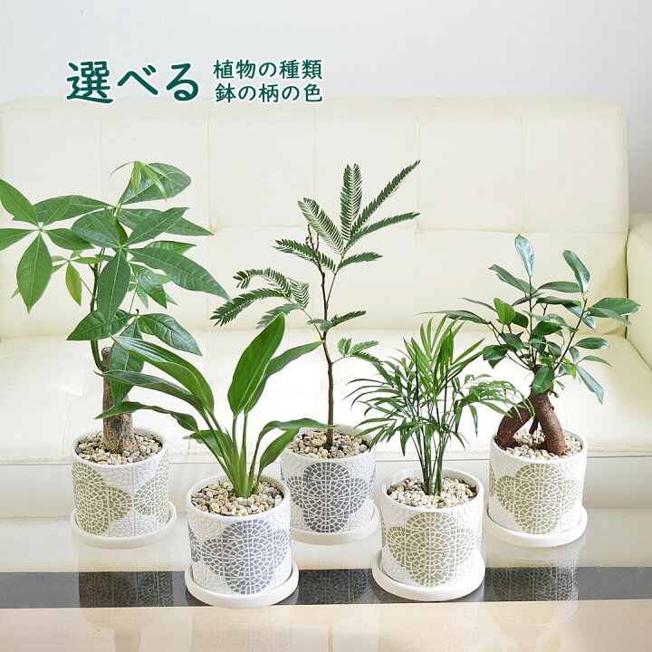 楽天市場】観葉植物 ガジュマル パキラ エバーフレッシュ テーブルヤシ 