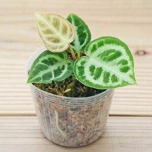 ϗtA AXE hL AX[ AChn 2.5 |bgc   A  j  I { CeA  y 