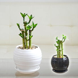 観葉植物 キングバンブー ミリオンバンブー ドラセナ サンデリアーナ 萬年竹 開運竹 ミニ 陶器鉢 ボール形 ホワイト 白 ブラック 黒 選べる おしゃれ お祝い 小さい 棚 本物 インテリア 室内 あす楽 送料無料