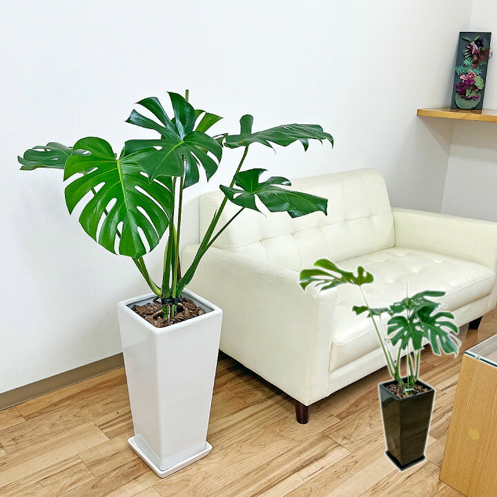 楽天市場 送料無料観葉植物 モンステラ幹上がり寄せ 8号 ロングスクエア陶器鉢植え インテリア 人気 お祝い ギフト プレゼント 開店祝い 新築祝い 誕生日祝い 結婚祝い おしゃれ スタイリッシュ 中型 フラワーコーポレーション