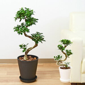 ガジュマル 観葉植物の人気商品 通販 価格比較 価格 Com