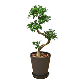 観葉植物 ガジュマル 多幸の木 曲がり仕立て 昇り竜 セラート 7号 ブラック ホワイト あす楽 おしゃれ お祝い 送料無料