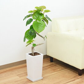 楽天市場 ウンベラータの通販