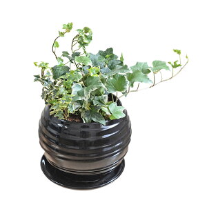 ϗtA ACr[ wf 3ފ񂹐A {[`픫A zCg ubN  j  