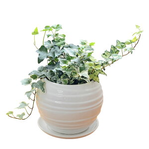 ϗtA ACr[ wf 3ފ񂹐A {[`픫A zCg ubN  j  