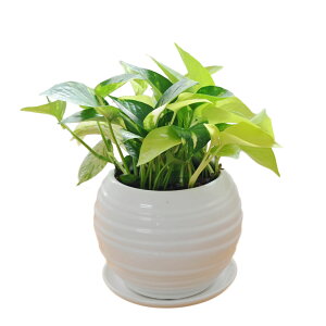 ϗtA |gX IESJY 3ފ񂹐A {[`픫A zCg ubN  j  