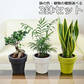 観葉植物 ガジュマル パキラ ポトス サンスベリア テーブルヤシ ハイドロカルチャー 水耕栽培 3鉢セット 5号 種類 選べる 植木鉢 水位計付き 小さい 棚 おしゃれ お祝い インテリア 本物 室内 送料無料 あす楽
