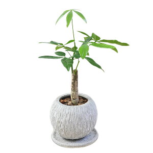 ϗtA KW} pL |gX ACr[ wf VK[oC K̖   Iׂ Zg RN[g 3  j CeA {  y