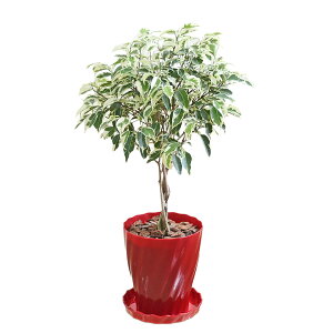 ϗtA xW~ X^[Cg xW~i tBJX S  Iׂ zCg ubN bh     I j CeA {   y