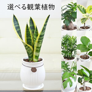 観葉植物 ガジュマル サンスベリア ヒメモンステラ フィカス ゴム 陶器鉢 たて線 縦縞 つぼ タグ付き 4号 ホワイト 白 種類 選べる おしゃれ 小さい 棚 本物 インテリア 室内 あす楽 送料無料