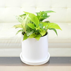 ϗtA |gX 3ފ񂹐A 픫A ~` V_[ zCg    I CeA  y