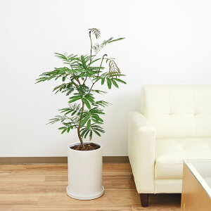 ϗtA Go[tbV AJTlmL 픫 ~` V_[ }bg cȂ zCg  7  { CeA   y