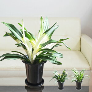 ϗtA N Ig D ڂ Lc 5.5  Iׂ  { CeA   y