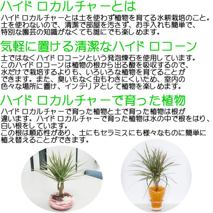 楽天市場】【送料無料】ミニ観葉植物 ホンコンカポック(シェフレラ)ハイドロカルチャースタイリッシュ陶器鉢付き : フラワーコーポレーション