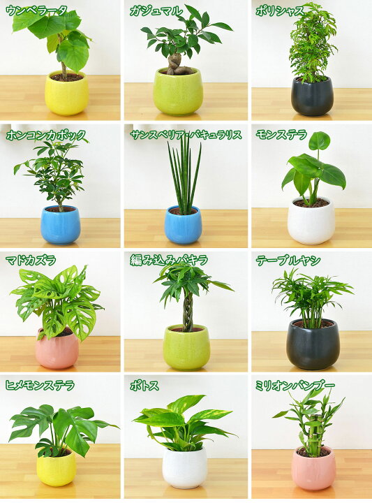 楽天市場 観葉植物ミニ ハイドロカルチャー陶器鉢付き 3鉢セット ガジュマル パキラ ヤシ ドラセナ サンスベリア インテリア 人気 お祝い ギフト プレゼント おしゃれ スタイリッシュ ミニ 水耕栽培 お試し 北欧 ナチュラル 送料無料 フラワーコーポレーション