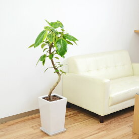 観葉植物 フィカス アルテシーマ アルテシマゴム らせん曲がり仕立て スクエア陶器鉢植え 7号 インテリア 人気 お祝い ギフト プレゼント 開店祝い 新築祝い 誕生日祝い 結婚祝い おしゃれ スタイリッシュ 大型 室内 本物