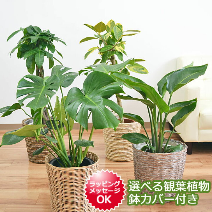 楽天市場 送料無料 選べる観葉植物 鉢カバー 7号サイズ モンステラ フィカス アルテシーマ パキラ ガジュマル ベンガレンシス ユッカ インテリア 人気 お祝い ギフト プレゼント 開店祝い 新築祝い 誕生日祝い 結婚祝い おしゃれ スタイリッシュ 個性的 中型