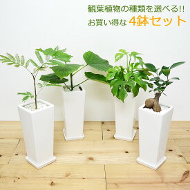 【送料無料】観葉植物 4号スクエア陶器鉢植え 4鉢セット【インテリア/室内/人気/お祝い/ギフト/プレゼント/開店祝い/新築祝い/誕生日祝い/結婚祝い/おしゃれ/スタイリッシュ/小型/お試し】