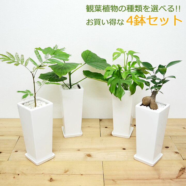 楽天市場 送料無料 観葉植物 4号スクエア陶器鉢植え 4鉢セット インテリア 室内 人気 お祝い ギフト プレゼント 開店祝い 新築祝い 誕生日祝い 結婚祝い おしゃれ スタイリッシュ 小型 お試し フラワーコーポレーション