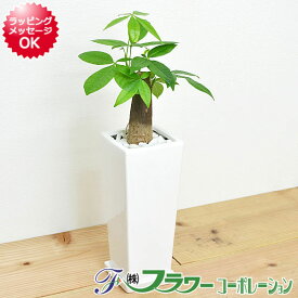 【送料無料】観葉植物 パキラ スクエア陶器鉢植え【インテリア/室内/人気/お祝い/ギフト/プレゼント/開店祝い/新築祝い/誕生日祝い/結婚祝い/お試し/小型】