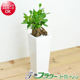 【送料無料】観葉植物 ガジュマル スクエア陶器鉢植え【インテリア/室内/人気/お祝い/ギフト/プレゼント/開店祝い/新築祝い/誕生日祝い/結婚祝い/お試し/小型】