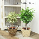 観葉植物 ベンジャミン スターライト リッチ 選べる 種類 鉢カバー付き 5号 インテリア 人気 お祝い ギフト プレゼント 開店祝い 新築祝い 誕生日祝い 結婚祝い 小型 送料無料 あす楽