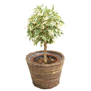 �ϗt�A�� �x���W���~�� �X�^�[���C�g ���b�` �I�ׂ� ��� ���J�o�[�t�� 5�� �C���e���A �l�C ���j�� �M�t�g �v���[���g �J�X�j�� �V�z�j�� �a�����j�� �����j�� ���^ �������� �����y