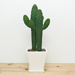 開店祝い サボテンの人気商品 通販 価格比較 価格 Com