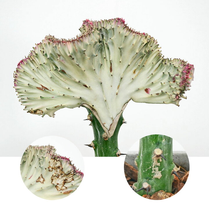 楽天市場 多肉植物 観葉植物 マハラジャ ユーフォルビア ラクテア クリスタータ セメント鉢植え コンクリート キューブ おしゃれ 送料無料 フラワーコーポレーション