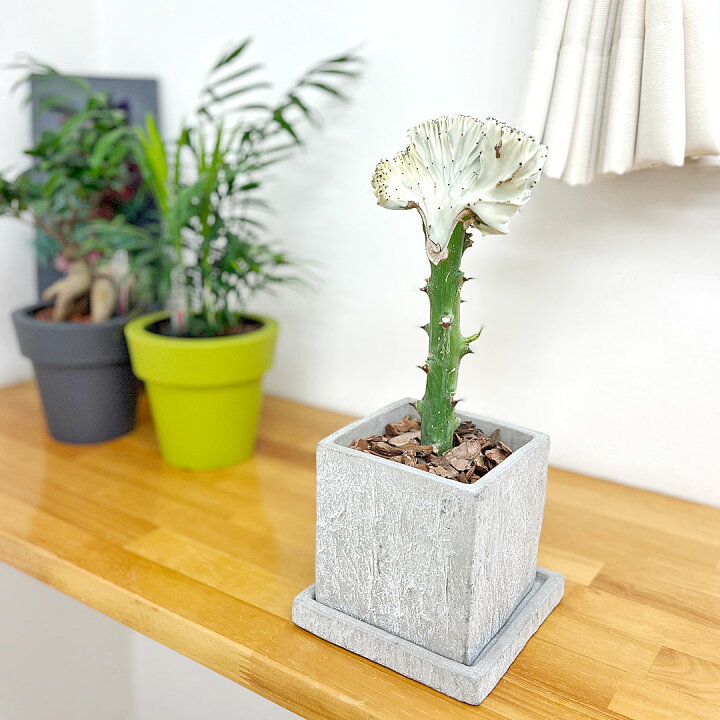 楽天市場 多肉植物 観葉植物 マハラジャ ユーフォルビア ラクテア クリスタータ セメント鉢植え コンクリート キューブ おしゃれ 送料無料 フラワーコーポレーション