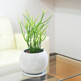 楽天市場 ミルクブッシュ 観葉植物 花 観葉植物 花 ガーデン Diyの通販
