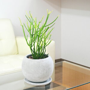 観葉植物 ミルクブッシュの人気商品 通販 価格比較 価格 Com 観葉植物 ミルクブッシュの人気商品 通販 価格比較 価格 Com