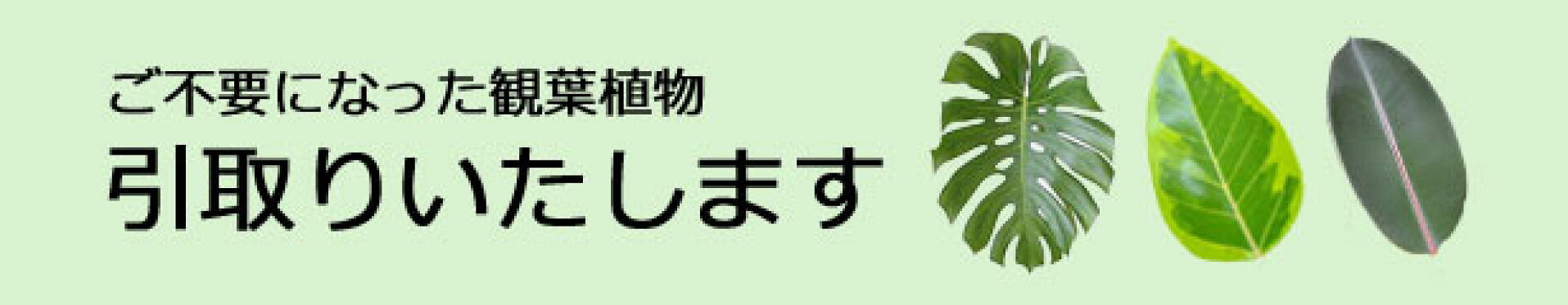 観葉植物の引取り