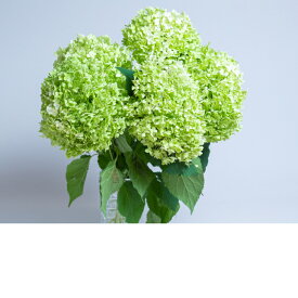 楽天市場 アジサイ アナベル 花束 切花 花 観葉植物 花 ガーデン Diyの通販 楽天市場 アジサイ アナベル 花束 切花 花 観葉植物 花 ガーデン Diyの通販
