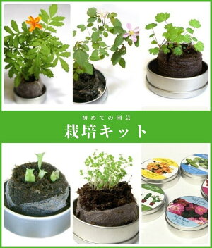 楽天市場 栽培キット 花 室内 子供 マリーゴールド スペアミント ワイルドストロベリー おうち時間 花苗 花育 育てる 花鉢 種 苗 送料無料 ネコポス Igarashi 欧風フラワーギフト