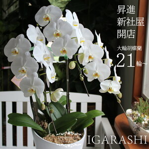 Ӓ  i3{j 픫i24ֈȏj  a NX}X ~ ސE v[g   EӒ JX J J@ i ԉ