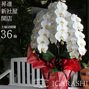 Ӓ  Ӓi3{j 픫i36ֈȏj i VЉ JX J  a NX}X H ސE v[g   EӒ ԉ