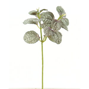 ~g OCa-42299-063yascaAXJz