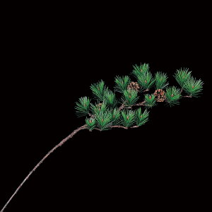 ܗt i`a-74397-044yascaAXJz