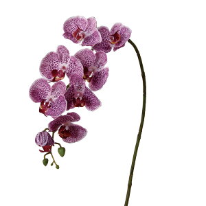 �y���ԁ@�A�[�e�B�t�B�V�����t�����[�z�R�`���E����×7�@�ڂ�×3 �z���C�g���x���_�| a-32409-006w �yasca�A�X�J�z