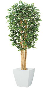 トネリコ 観葉植物の人気商品 通販 価格比較 価格 Com