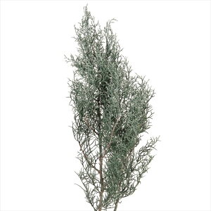 �y�O���[���@���[�t�@�����́@�}���́@�O���[���z�@�u���[�A�C�X�@�E�H�b�V���z���C�g do001260-012 0�y�������z